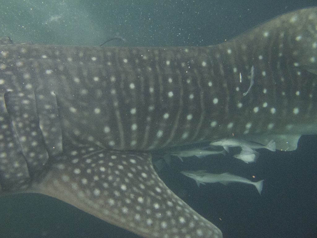 ba771490-14dc-4cb8-810e-edb15a597ab7