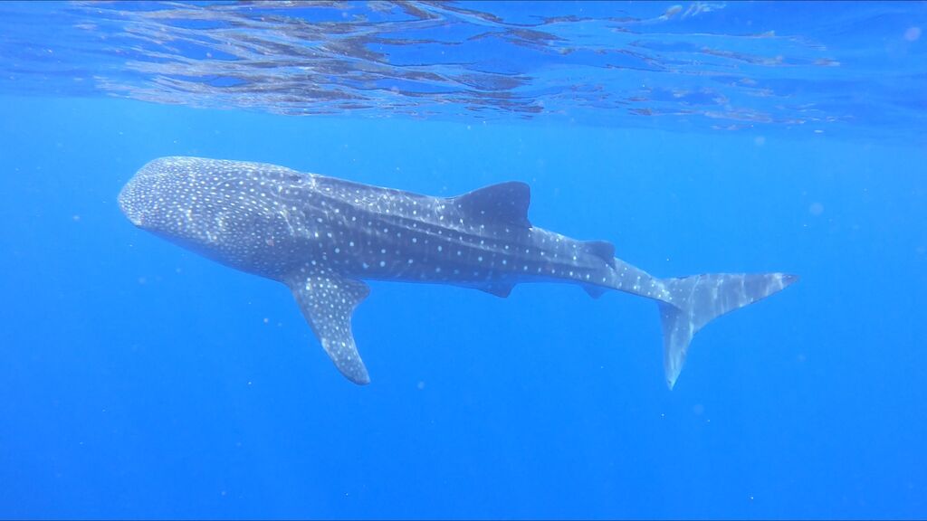 03231658-1a5e-41a4-a763-1f7da11499cd