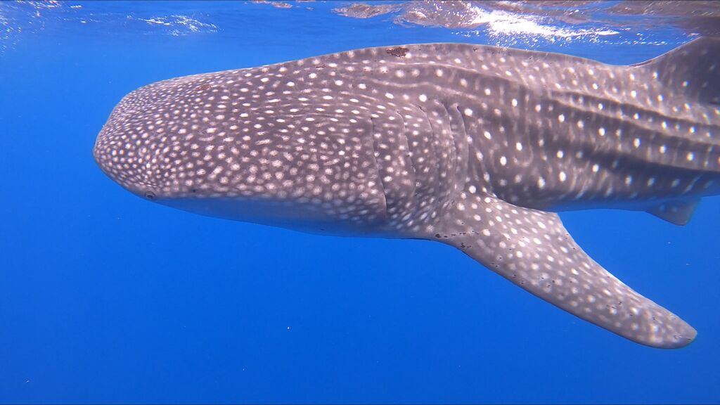 03231658-1a5e-41a4-a763-1f7da11499cd