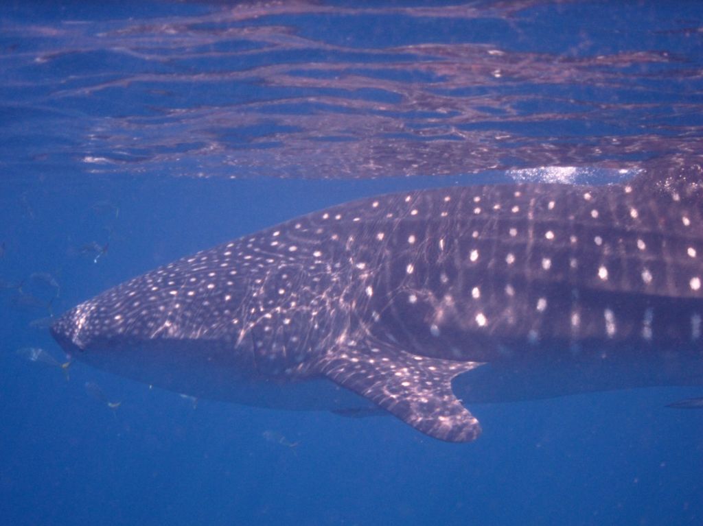 74ec5410-f286-42fe-adee-9385c67c8413