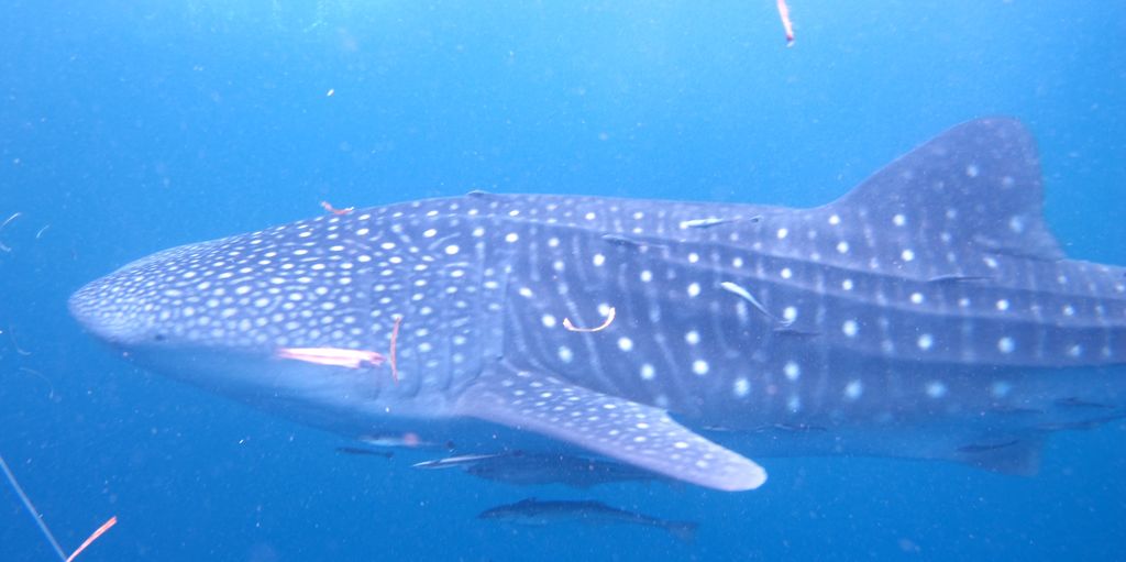 3a22bf2c-346b-4b7e-afae-0133dbae71d0