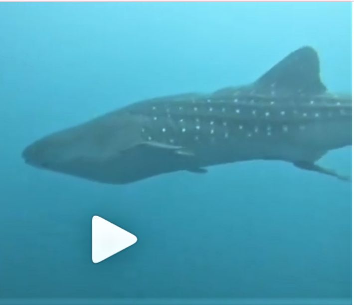 cfafd529-940f-4316-a35b-23511ae9d71a