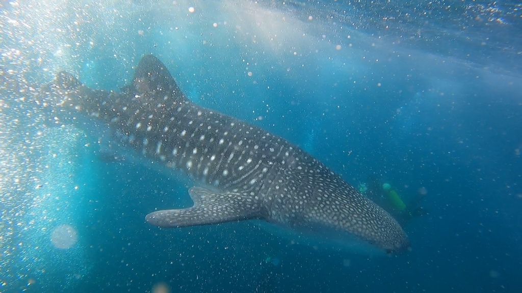 2dc15b0e-0f62-4e3e-a767-e4b7c3c78692