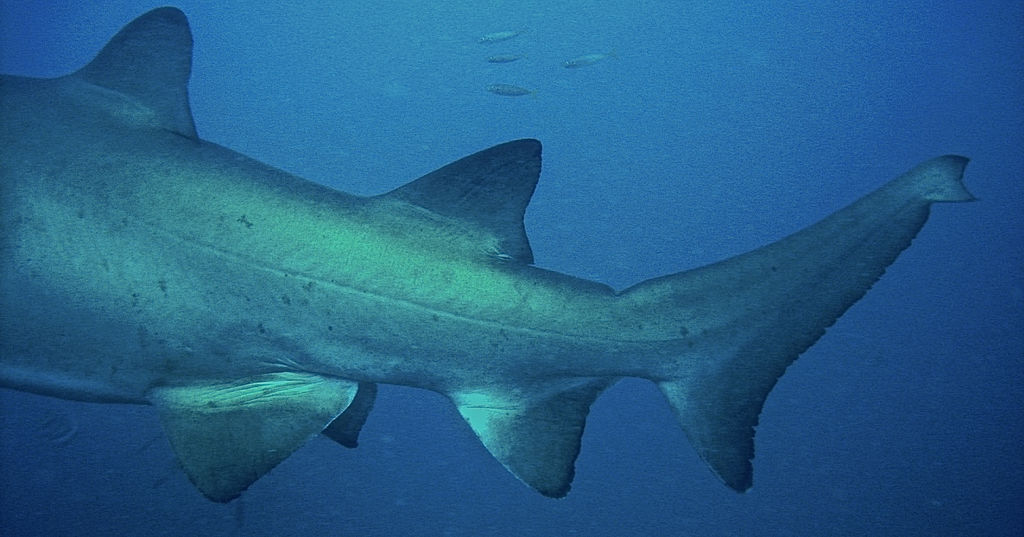 97f0e6e8-f95f-47f6-8a6c-6b6d901fdc5b