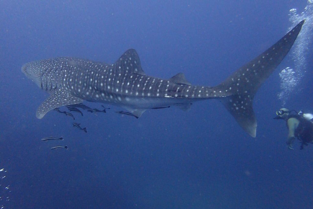 53305c44-d9e0-4c38-a0f3-7c9ddf0b5de2