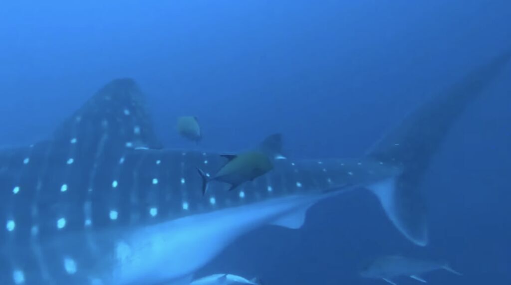 dda85bb0-0708-4a77-811d-b0b0904dcc25