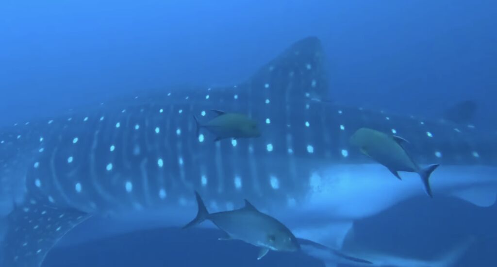 dda85bb0-0708-4a77-811d-b0b0904dcc25