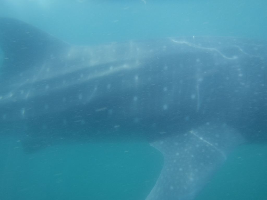 e70f31dd-8644-4d19-a6e8-2651beb58e5b