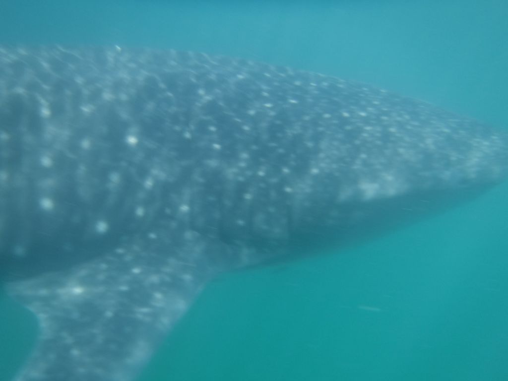 e70f31dd-8644-4d19-a6e8-2651beb58e5b