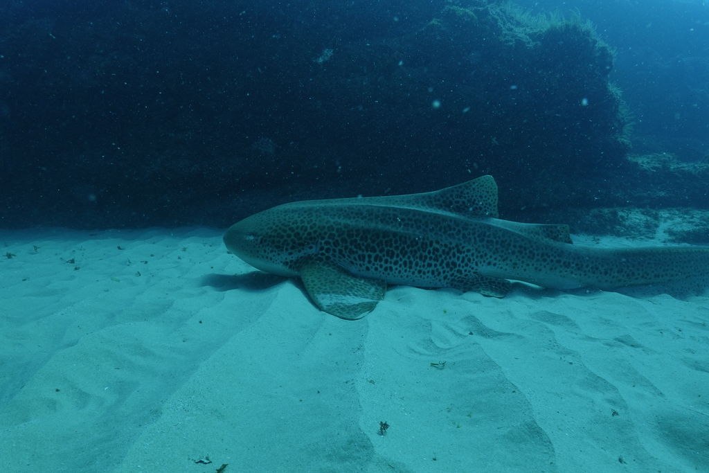 21570c0a-e3a4-4cbb-b150-ce8315ed17e9