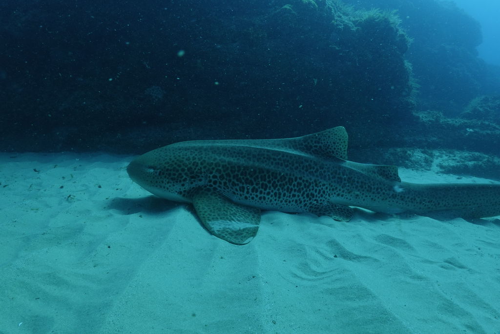 21570c0a-e3a4-4cbb-b150-ce8315ed17e9