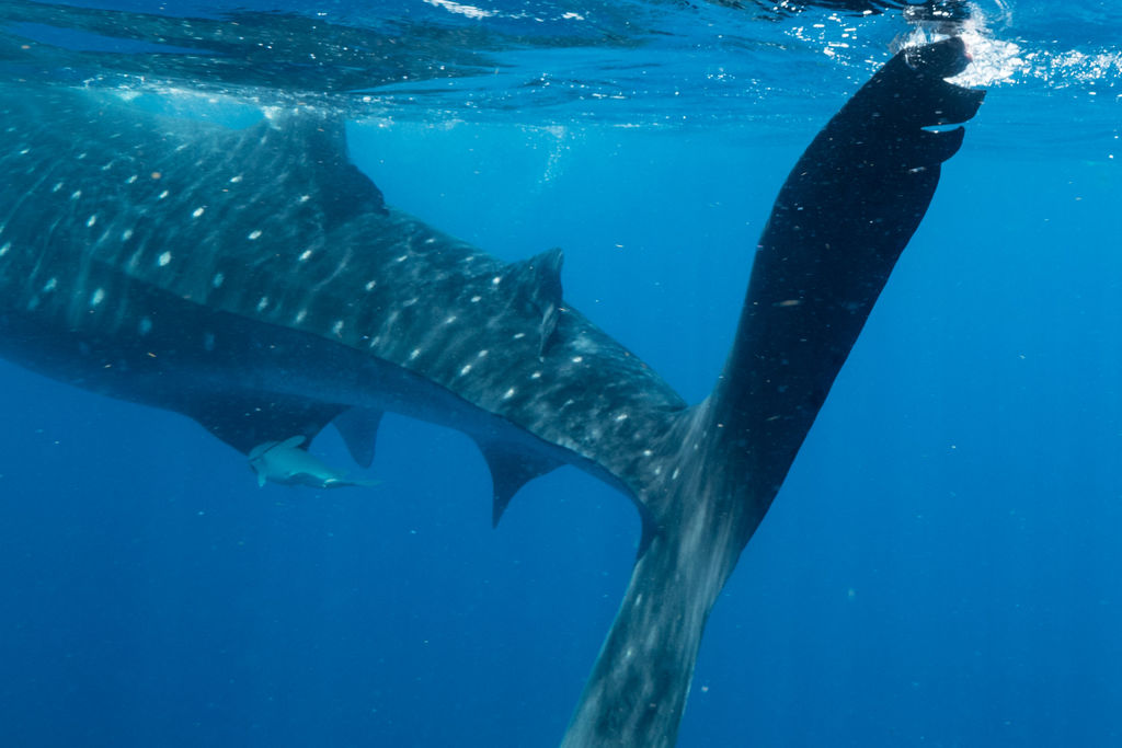 65c35677-c35e-48d3-8cb2-3b9a477ad0bd