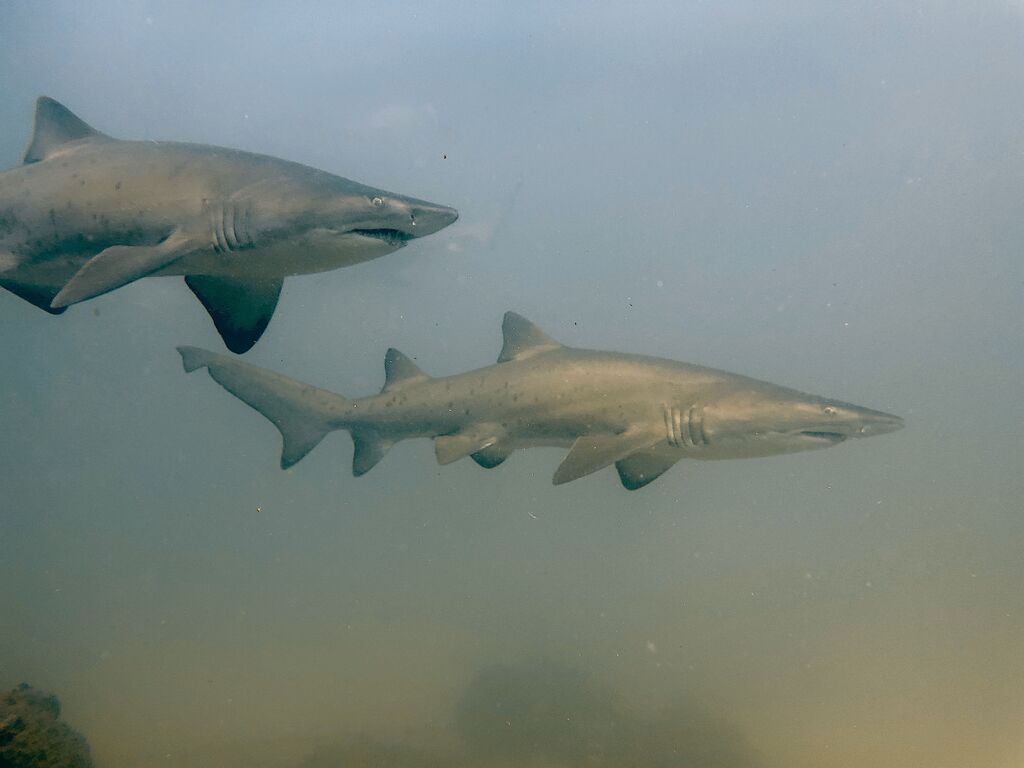 9afdda80-7c90-4cf6-9e37-0b4ed8816afc