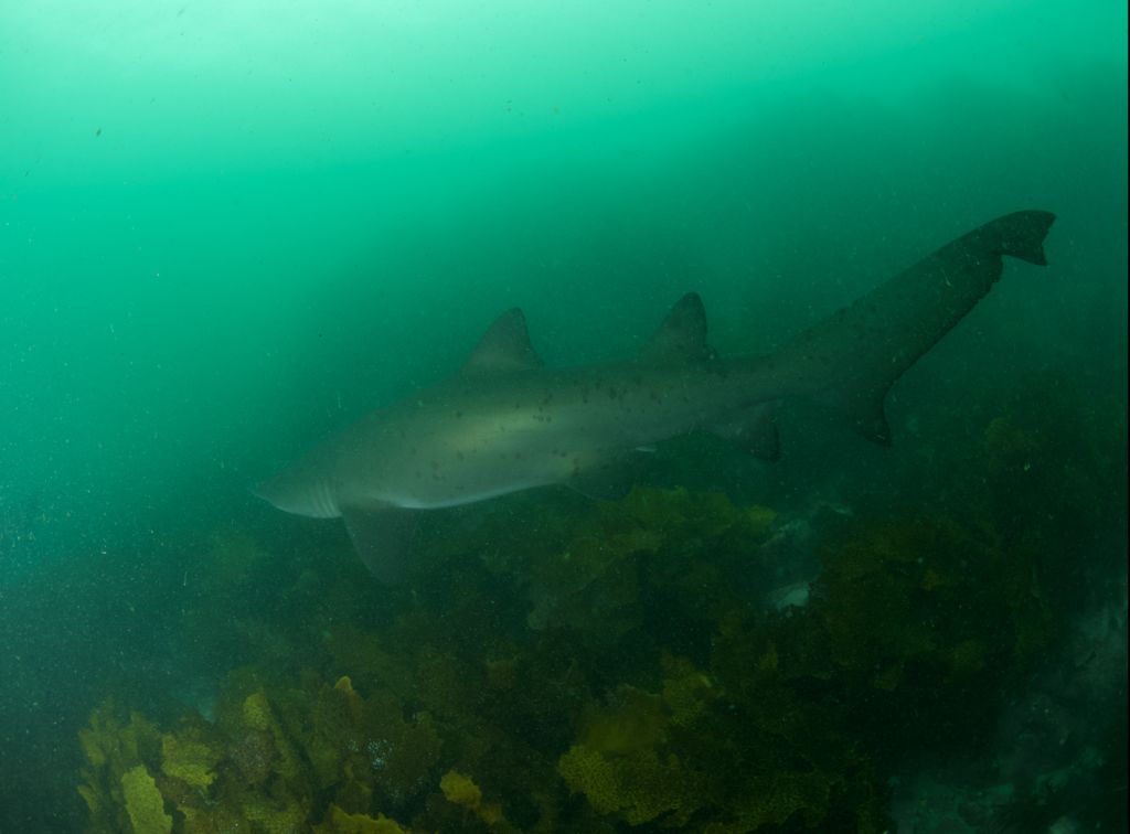 dfdea59c-4541-4944-8893-2e7192af4c42