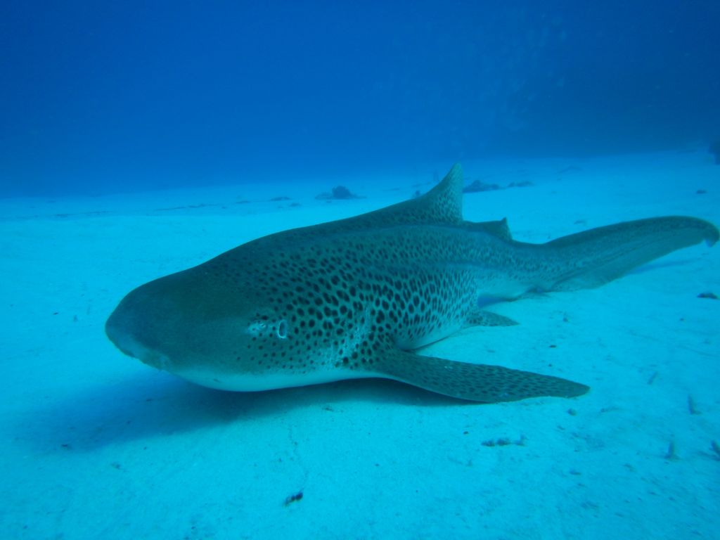 743382ed-36fe-4824-8392-e5957ab4f037