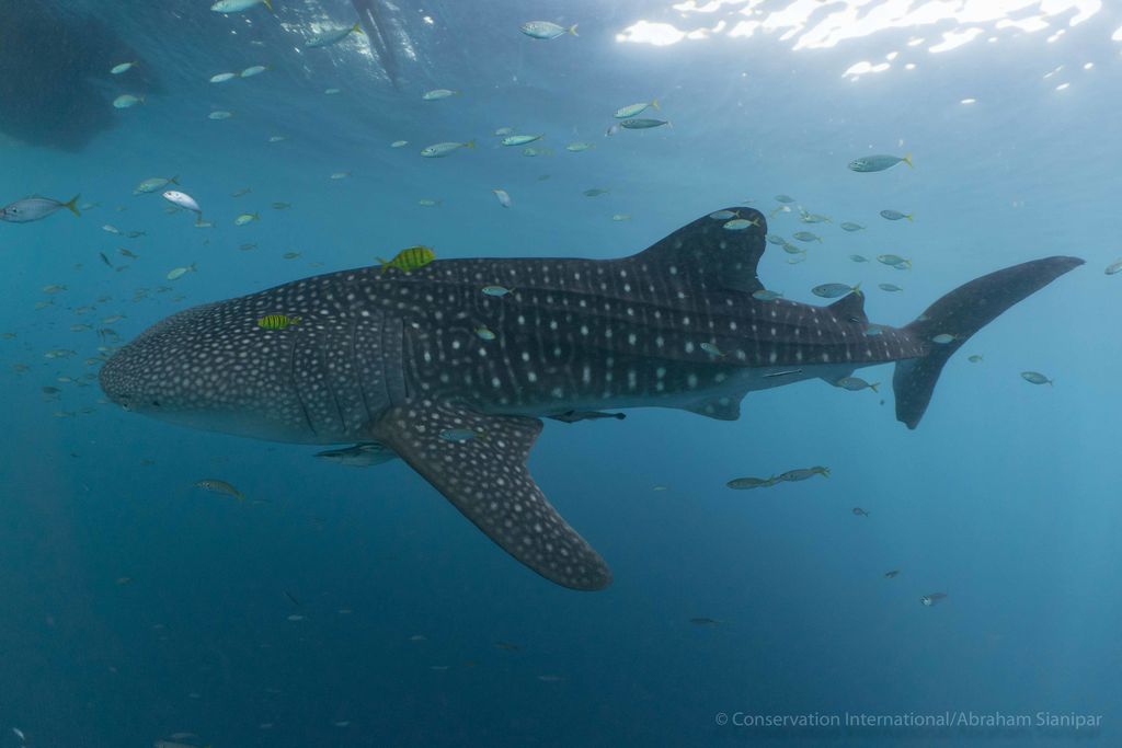 5121cf7f-90e1-4aef-a0c0-962c2de15384