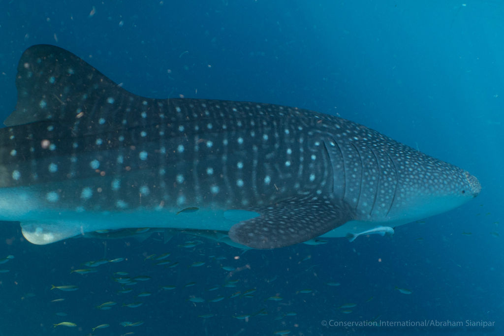 5121cf7f-90e1-4aef-a0c0-962c2de15384