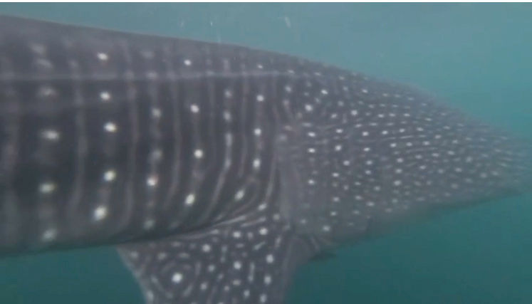 1a39089a-39f0-4ccd-ae63-6652994dfc76