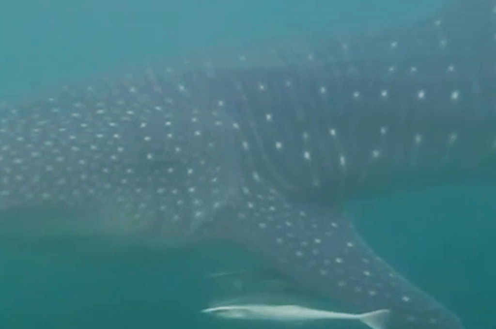 1a39089a-39f0-4ccd-ae63-6652994dfc76