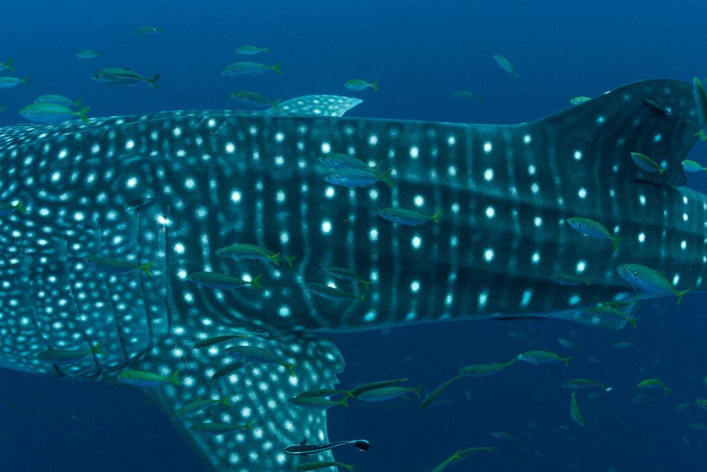 85320be8-654b-4063-92f3-d97e45e33723