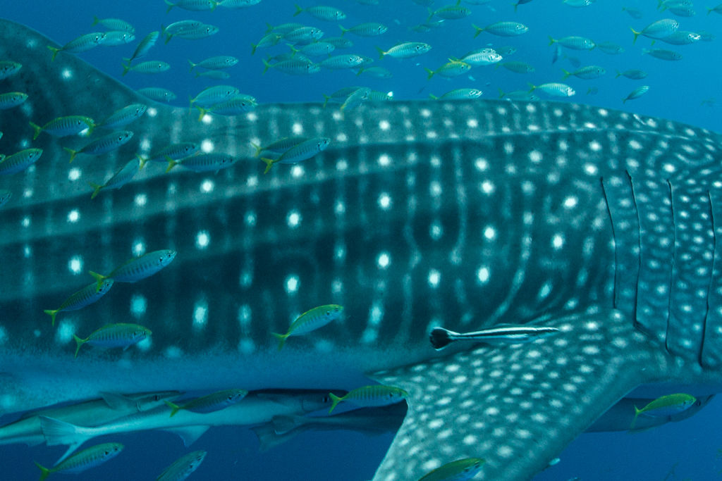 85320be8-654b-4063-92f3-d97e45e33723