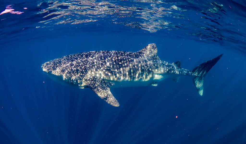 86795092-ad4c-4a64-9d92-f3ad3e3ce8a1