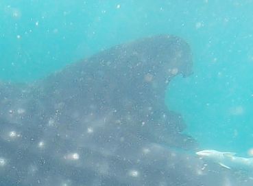 79db5cbb-ce61-494b-96da-01a785d70531