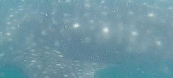 79db5cbb-ce61-494b-96da-01a785d70531