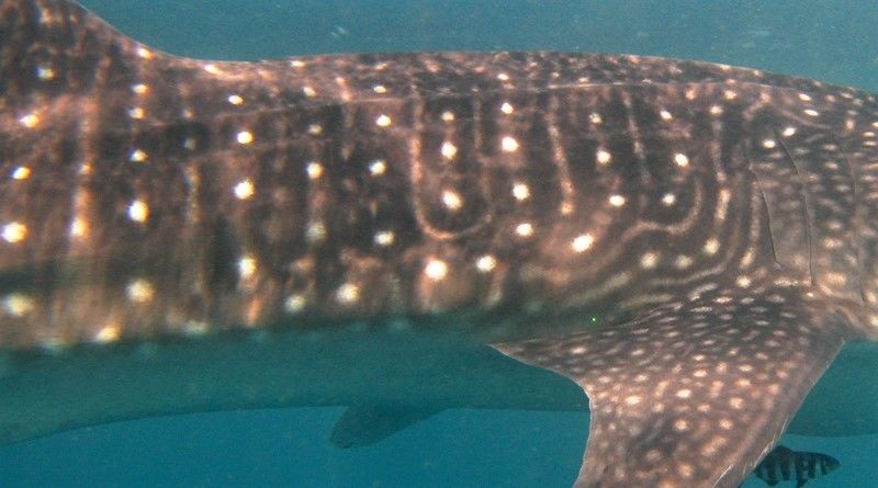 0938d338-3468-478c-87e9-31198e4fe825