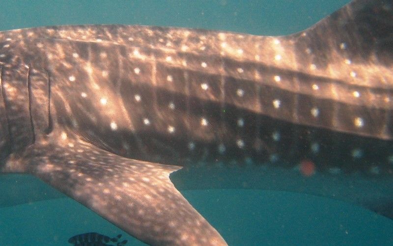 0938d338-3468-478c-87e9-31198e4fe825