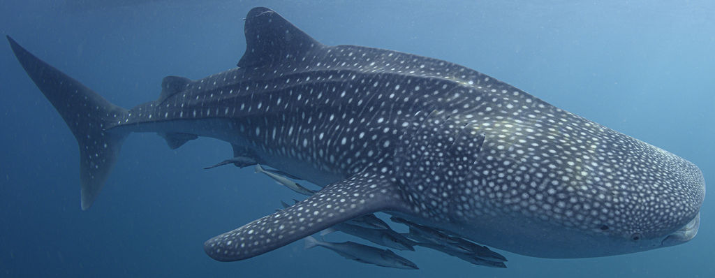 3729bc1b-8b7e-4fc9-a500-107a348b94b1