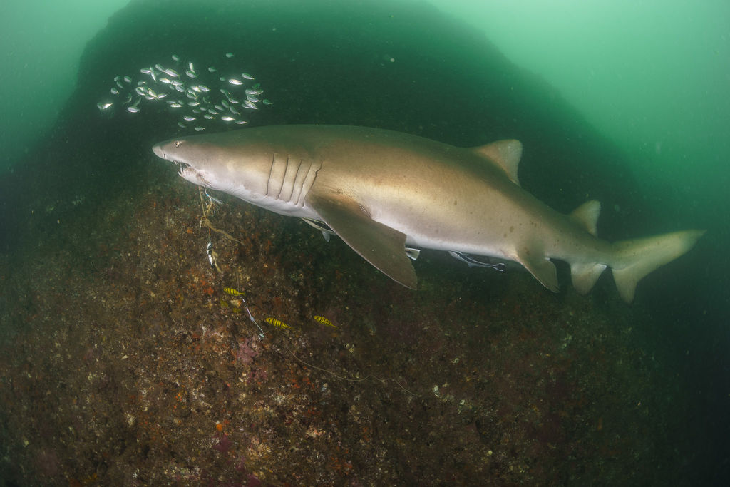 45587c18-5c97-4586-9e6d-da0b57b720d8