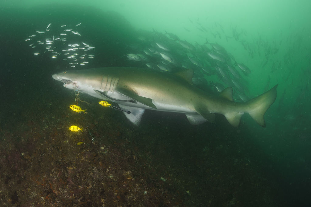 45587c18-5c97-4586-9e6d-da0b57b720d8