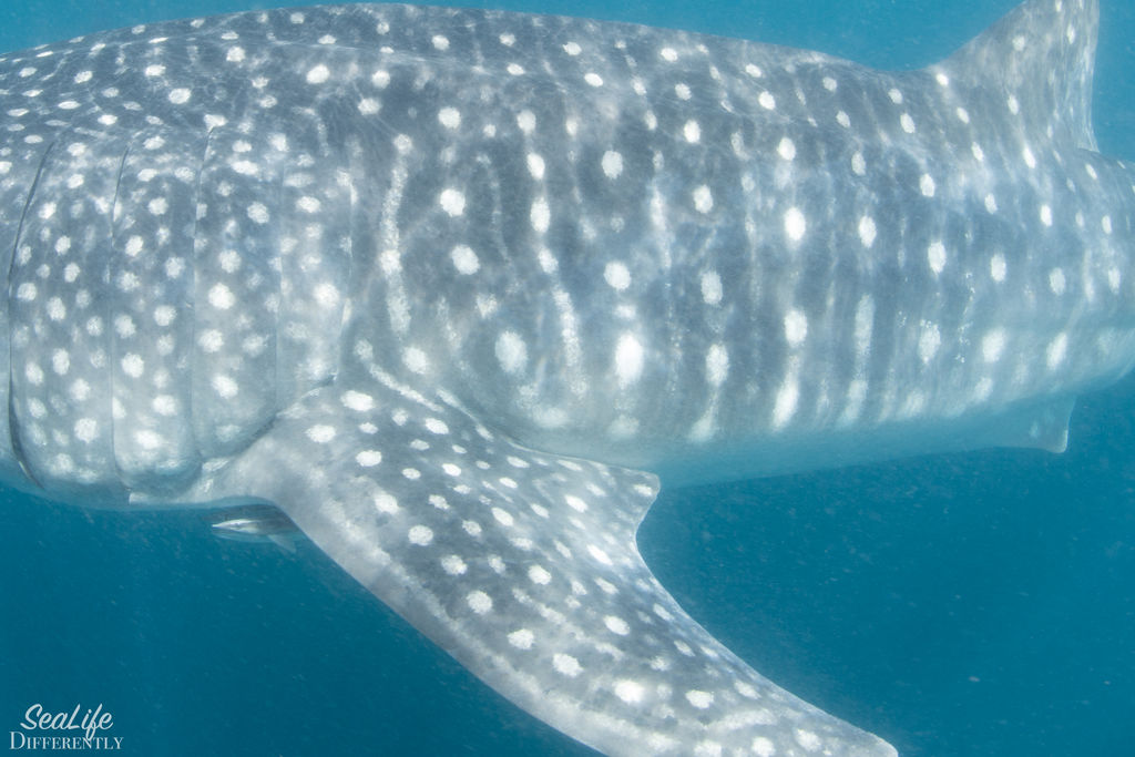 003374e7-8e15-4a60-ae26-e06298f7f0af