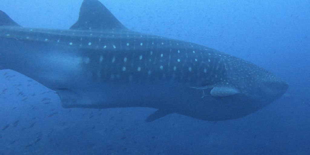 ba4fe454-81bc-43c3-b882-1820e666910d