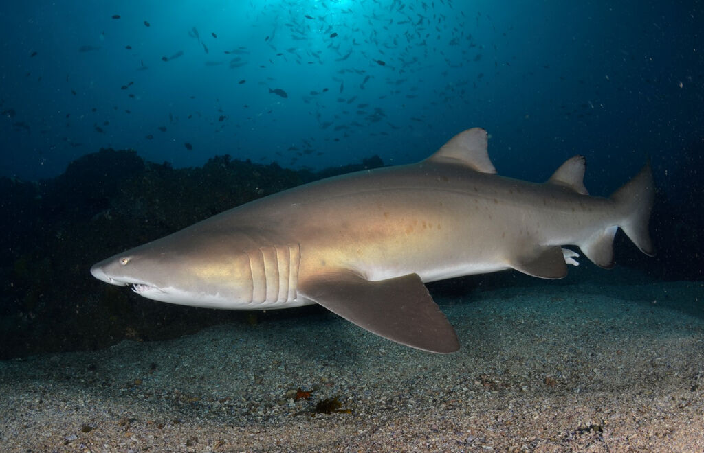 b95abcb5-97a3-4da4-9bcd-3a26cf884333