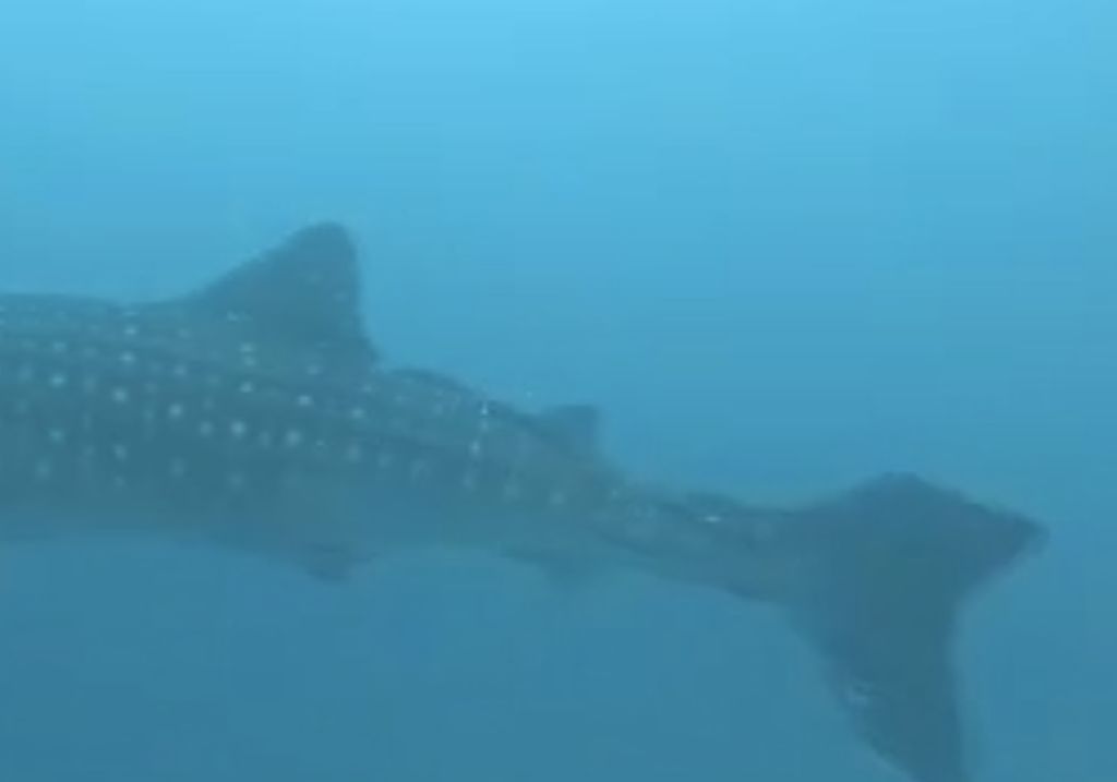 bd0a18b8-7630-45c0-a967-3450baae3127