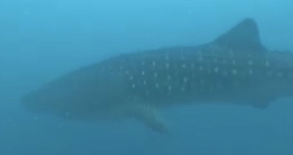 bd0a18b8-7630-45c0-a967-3450baae3127