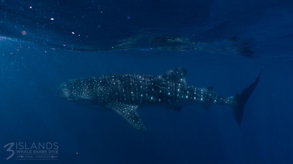 cd155c41-e40c-4c27-a4c6-768f3144321f