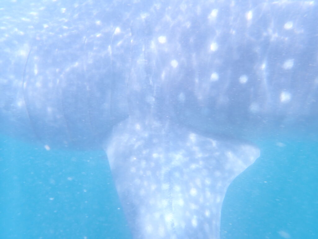 36931aba-5e75-45d2-b16c-4bc42ec0df67