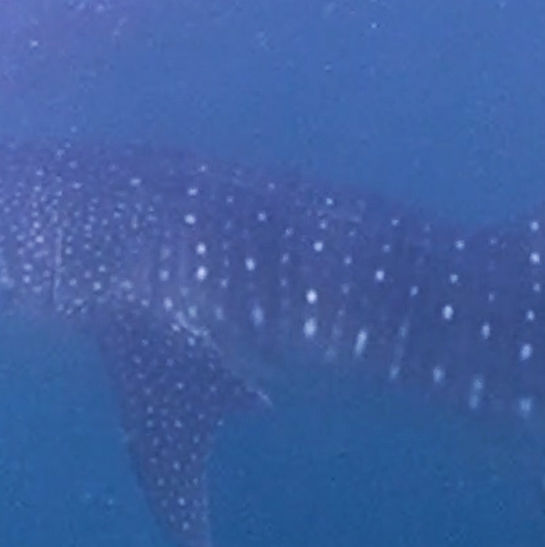 557850d9-9cc6-4497-b07e-e251803b446d