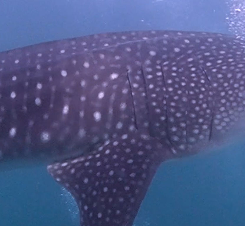 557850d9-9cc6-4497-b07e-e251803b446d