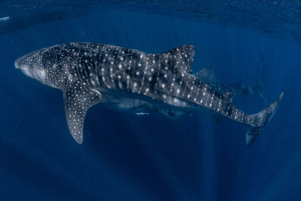 6f64ed8e-d703-4c7b-9dd0-3fa5fd0cb7bc