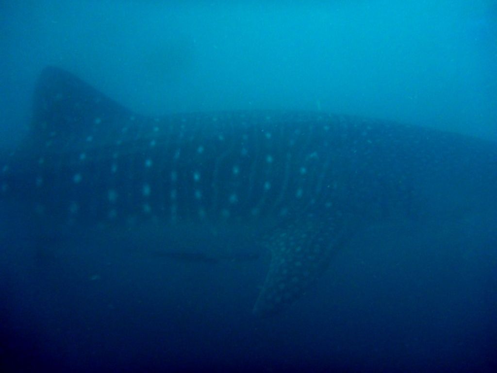 d3f7babd-77e4-414d-ab1f-37e2a04bce72