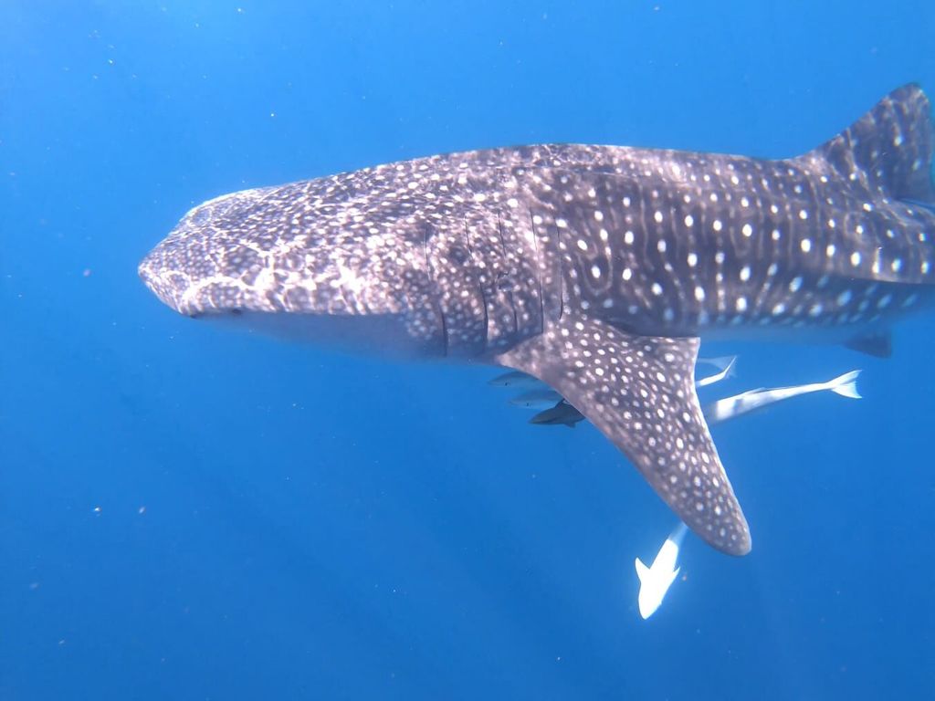 2bb0b517-9ed2-453d-8f5b-d07fdea91f96