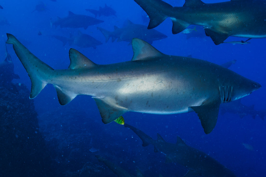 9aff1249-9c45-4316-b785-3befa534bb52