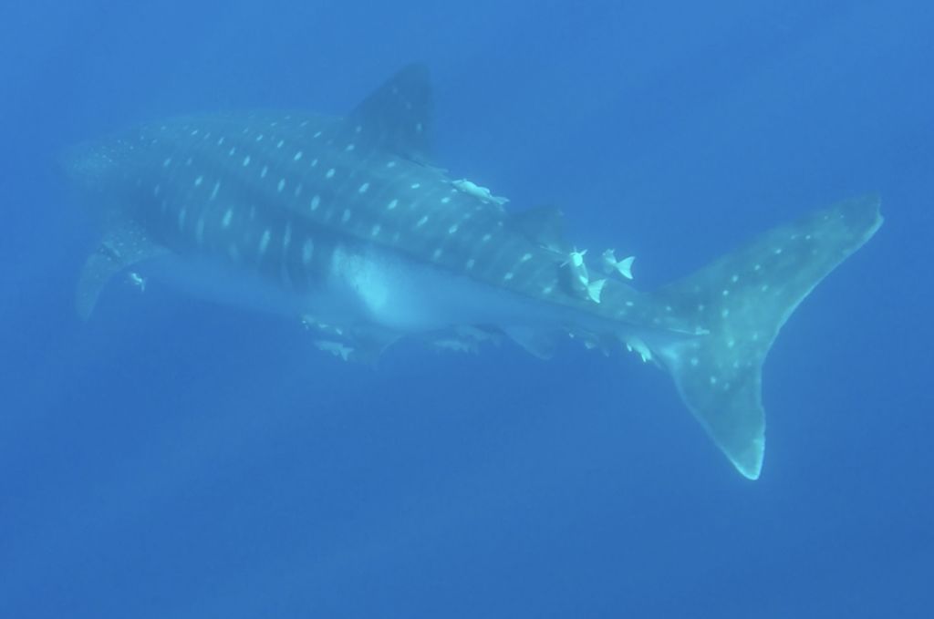 f993f3d5-1d73-4b40-8284-1e55d1eecf4b