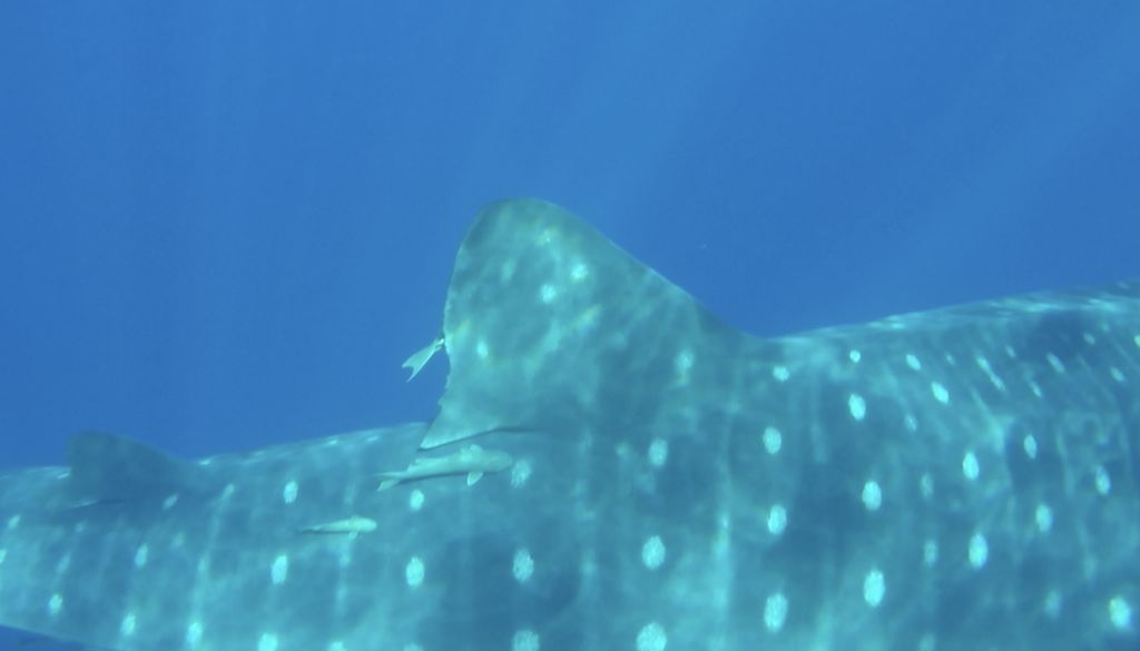 f993f3d5-1d73-4b40-8284-1e55d1eecf4b