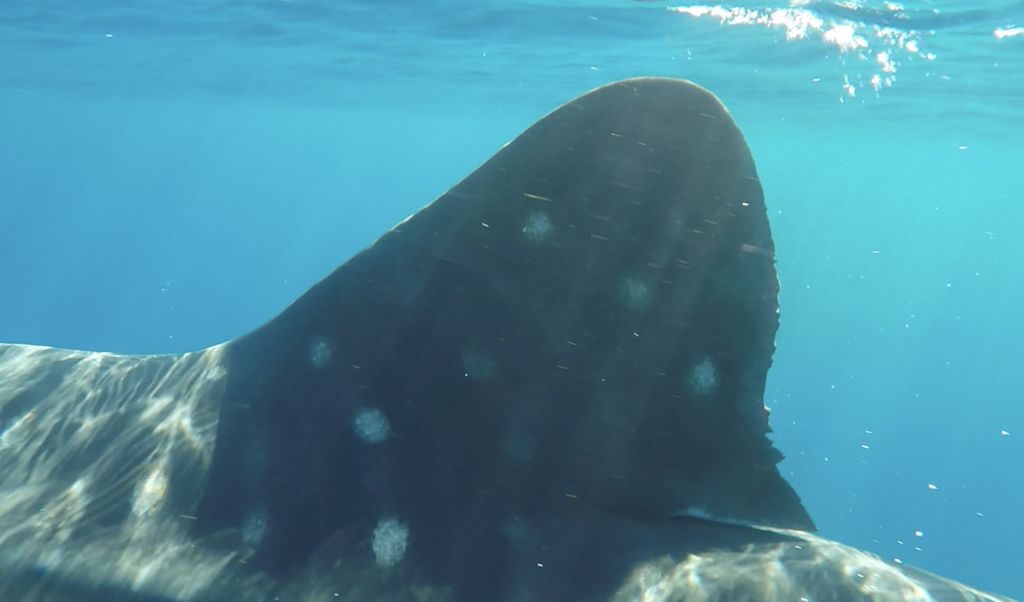 f993f3d5-1d73-4b40-8284-1e55d1eecf4b