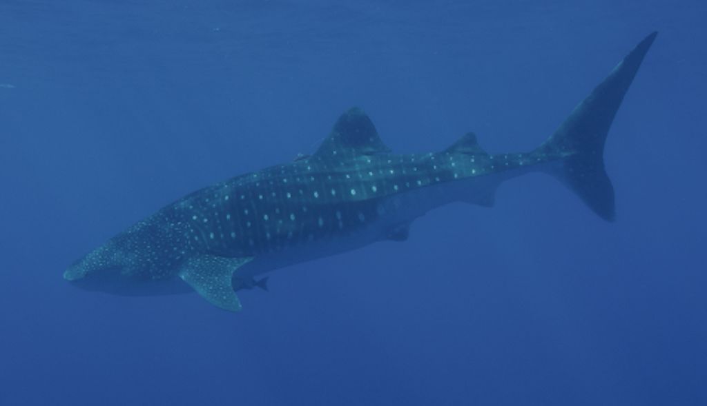 79024cc3-a3ab-45d8-9db4-d1b7230c58a3